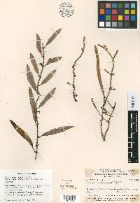 Pyrrosia foveolata image