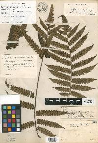 Cyathea integra image