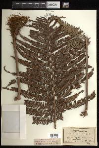 Sadleria cyatheoides image