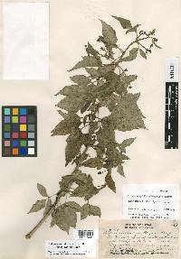 Bidens campylotheca subsp. campylotheca image