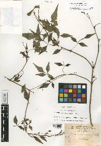 Bidens sandvicensis subsp. sandvicensis image