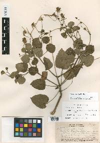 Bidens populifolia image