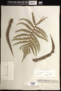 Sadleria cyatheoides image