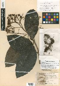 Ardisia schippii image