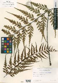 Asplenium kaulfussii image