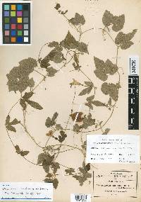 Schizocarpum parviflorum image