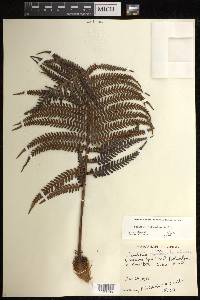 Sadleria cyatheoides image