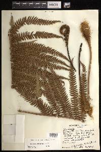 Sadleria cyatheoides image