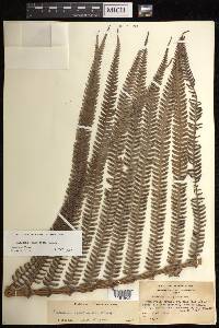 Sadleria cyatheoides image