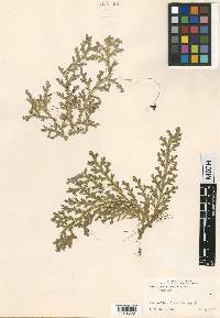 Selaginella krugii image