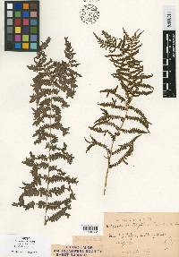 Thelypteris palustris subsp. pubescens image