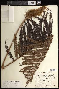 Sadleria cyatheoides image