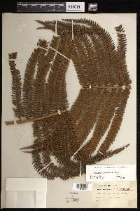 Sadleria cyatheoides image