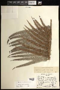 Sadleria cyatheoides image