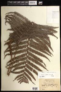 Sadleria cyatheoides image