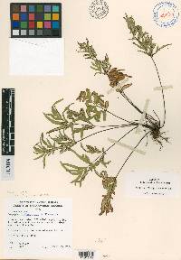 Cheilanthes takeuchii image