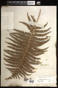 Sadleria cyatheoides image