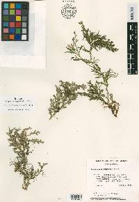 Selaginella subrugosa image