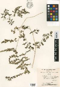 Cheilanthes bolborrhiza image