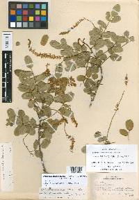 Ateleia microcarpa image