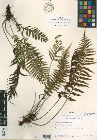 Asplenium neobrackenridgei image