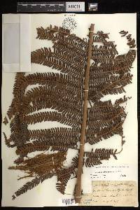 Sadleria cyatheoides image