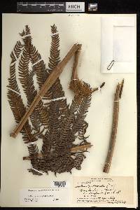 Sadleria cyatheoides image