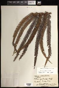 Sadleria cyatheoides image