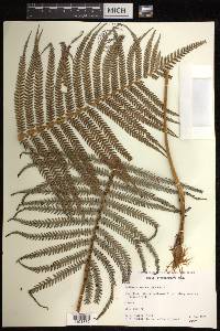 Sadleria cyatheoides image