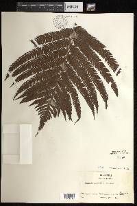 Sadleria cyatheoides image