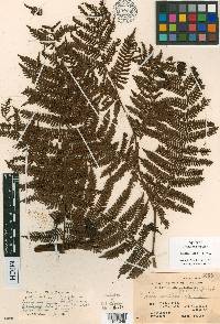 Cyathea setulosa image