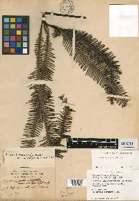 Matonia foxworthyi image