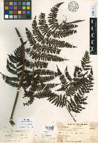 Cyathea oosora image