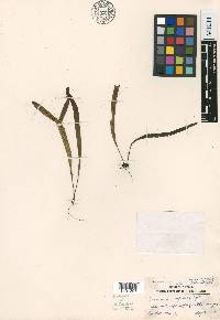 Oreogrammitis insularis image
