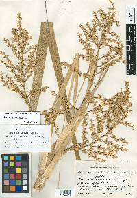 Beaucarnea pliabilis image