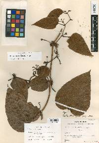 Smilax subpubescens image