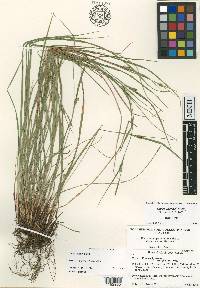 Carex thornei image