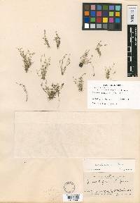 Juncus bufonius var. occidentalis image