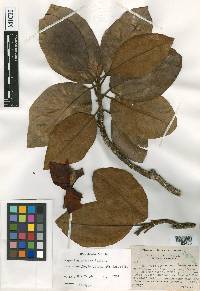 Magnolia sororum image