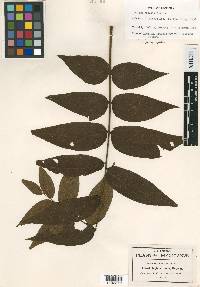 Juglans hirsuta image
