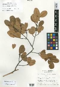 Erythroxylum confusum image