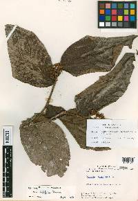 Hirtella latifolia image