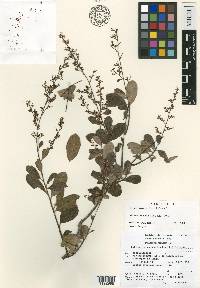 Cotinus carranzae image