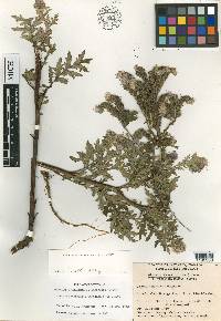 Phacelia franklinii image