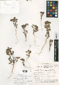 Phacelia beatleyae image