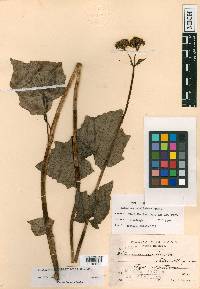Valeriana cucurbitifolia image