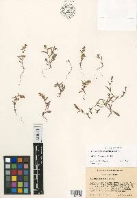 Polygonum gabrielae image