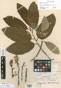 Styrax radians image