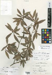 Erythroxylum guatemalense image