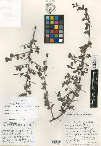 Ximenia parviflora image